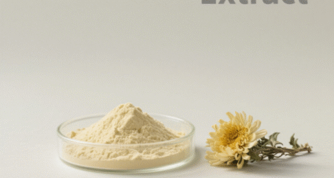 Chrysanthemum Extract