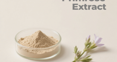 Evening Primrose Extract