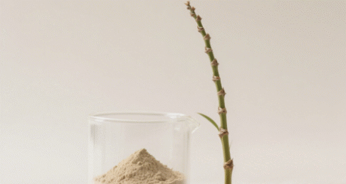 Horsetail Extract