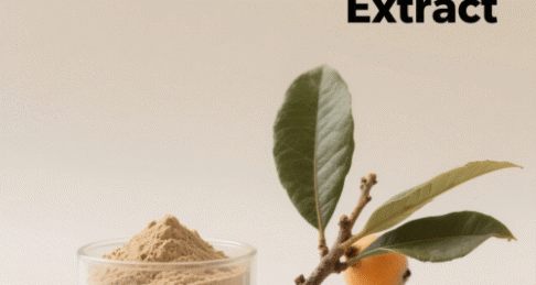 Loquat Leaves Extract