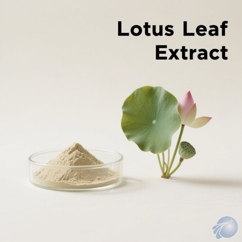 Lotus Leaf Extract