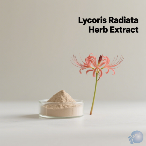 Lycoris Radiata Herb Extract
