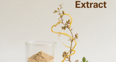 Semen Cuscutae Extract